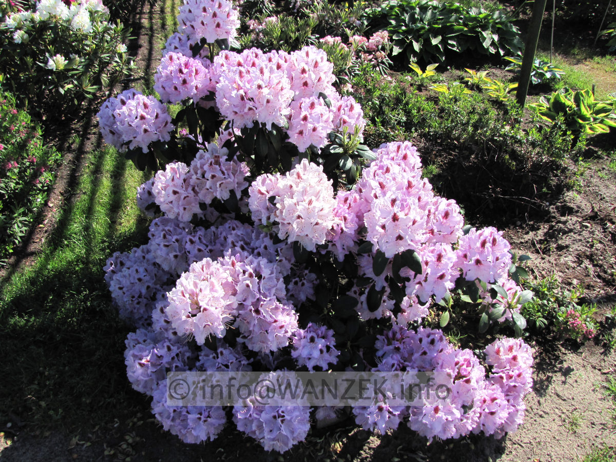 Rhododendron Humboldt 03.JPG